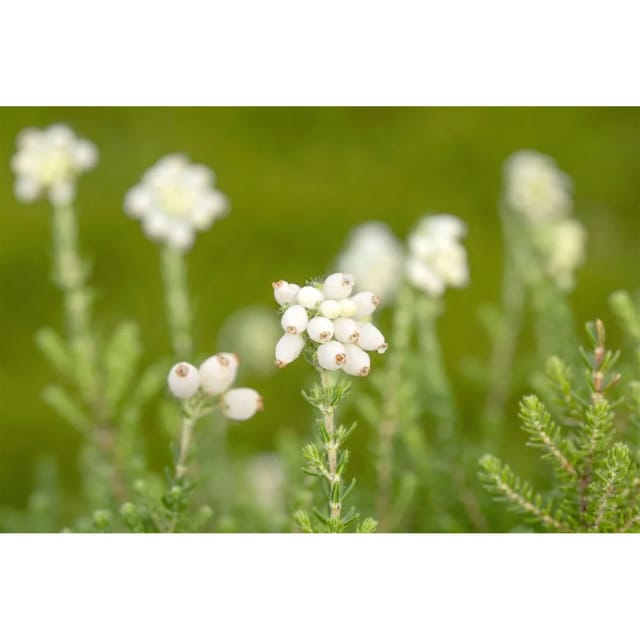 Erica Tetralix Alba Glockenheide