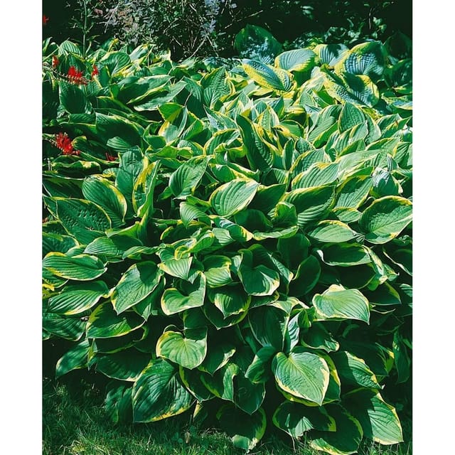Hosta Sieboldiana Frances Williams Blaublattfunkie 3-5 Liter Container
