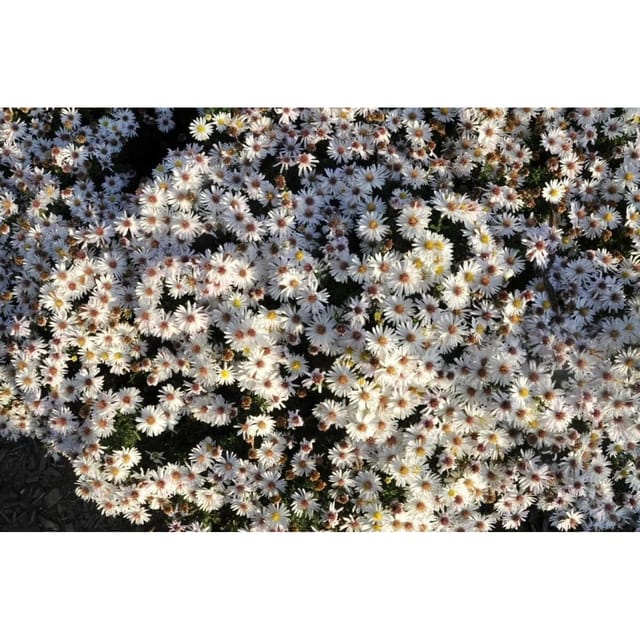 Aster Dumosus Niobe Kissenaster Ca. 9x9 cm Topf