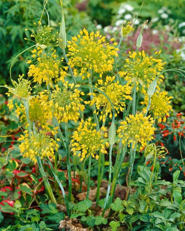 Allium Flavum Gelber Lauch Ca. 9x9 cm Topf