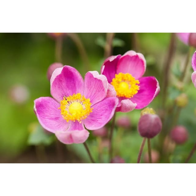 Anemone Hupehensis Praecox Herbstanemone Ca. 9x9 cm Topf
