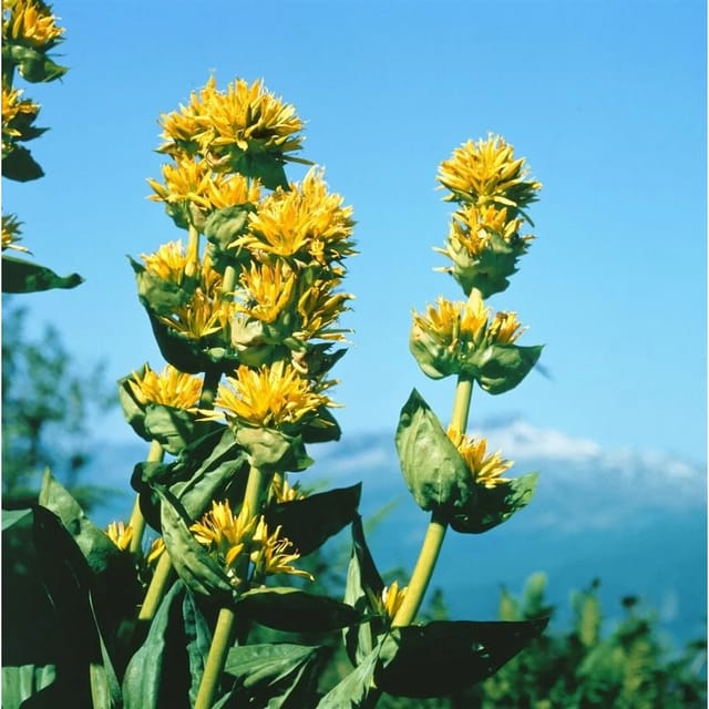 Gentiana Lutea Gelber Enzian Ca. 9x9 cm Topf