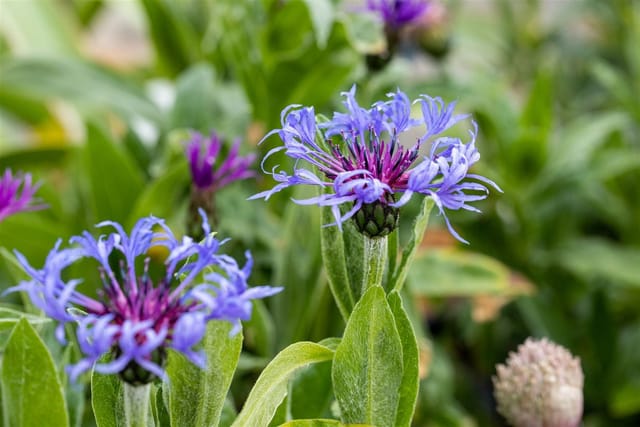 Centaurea Montana Bergflockenblume Ca. 9x9 cm Topf