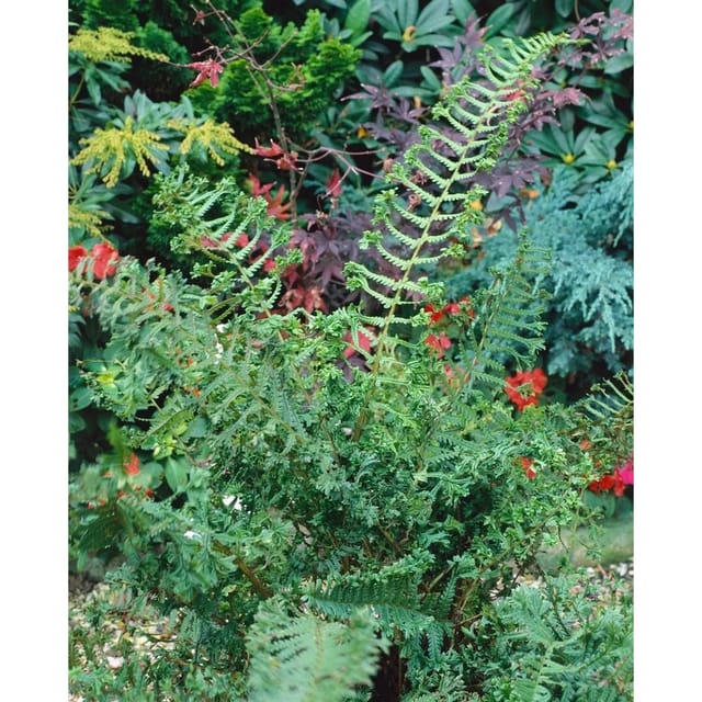 Dryopteris Affinis Cristata The King Goldschuppenfarn Ca. 9x9 cm Topf
