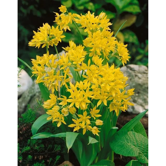 Allium Moly Goldlauch Ca. 9x9 cm Topf