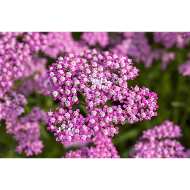 Achillea Millefolium Lilac Beauty Schafgarbe Ca. 9x9 cm Topf