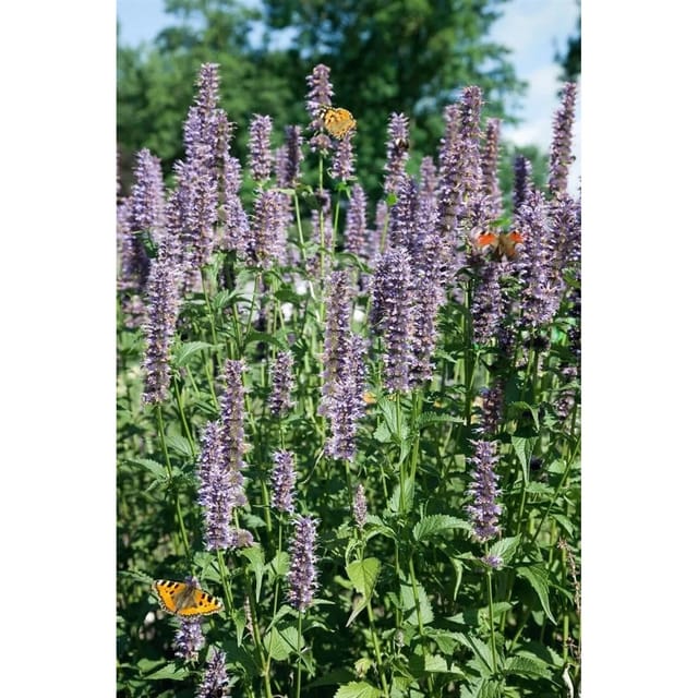 Agastache Rugosa Black Adder Duftnessel Ca. 11x11 cm Topf