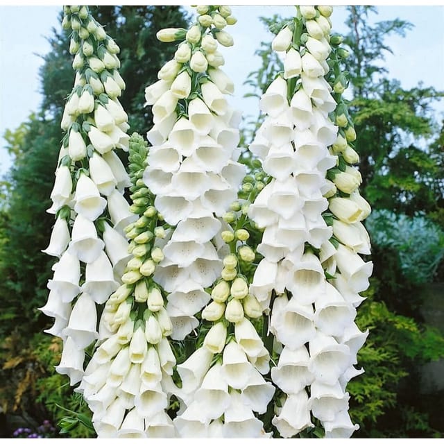 Digitalis Purpurea Alba Fingerhut Ca. 9x9 cm Topf