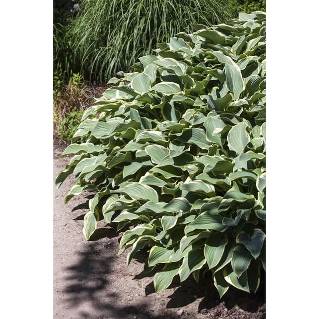 Hosta Francee Funkie Ca. 13 cm Topf