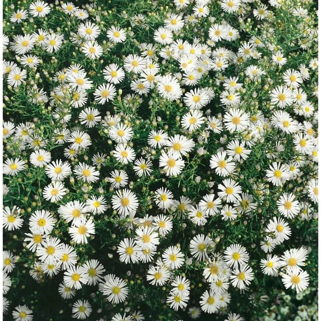 Aster Ericoides Schneegitter Myrtenaster Ca. 9x9 cm Topf
