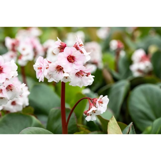 Bergenia Cordifolia Silberlicht Herzblatt Bergenie Ca. 9x9 cm Topf
