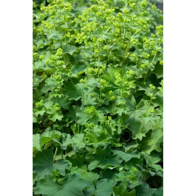 Alchemilla Epipsila Kaukasus Frauenmantel Ca. 9x9 cm Topf