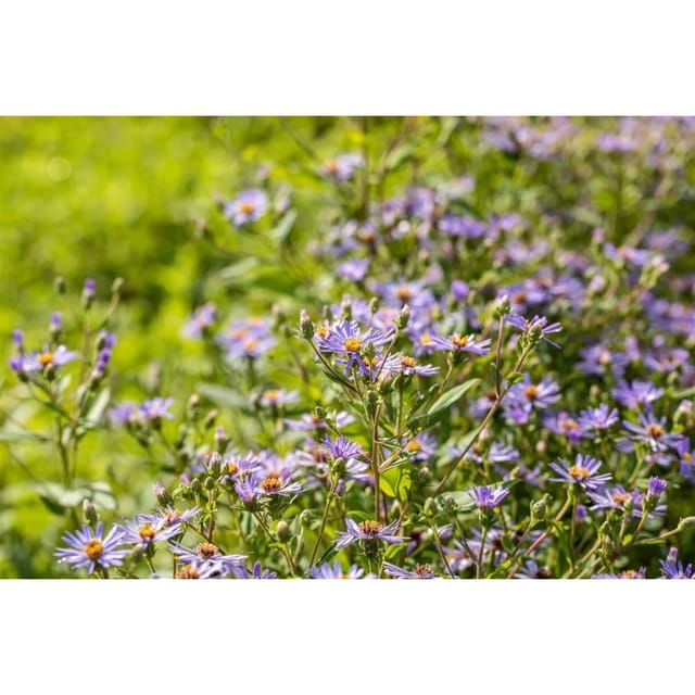 Aster X Herveyi Twilight Ca. 11x11 cm Topf