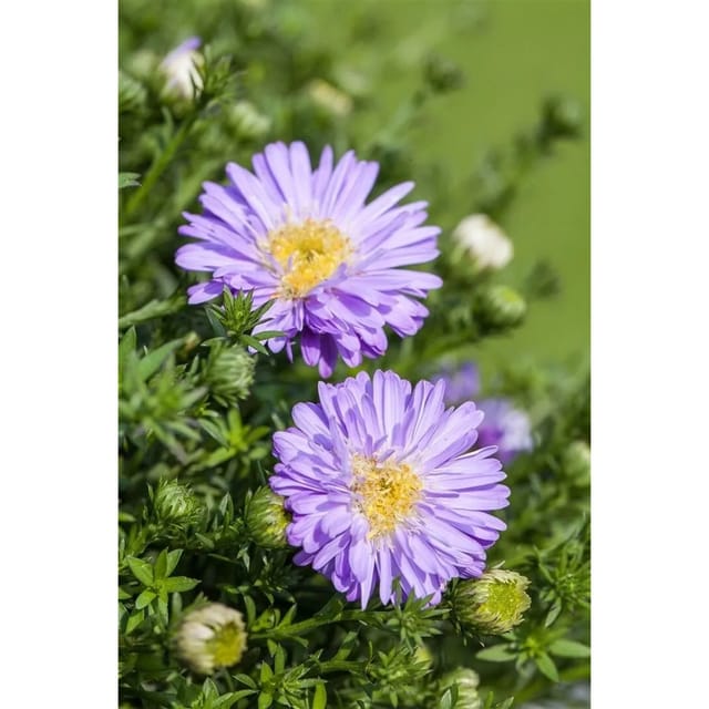 Aster Dumosus Kissenaster Hellblau Ca. 9x9 cm Topf