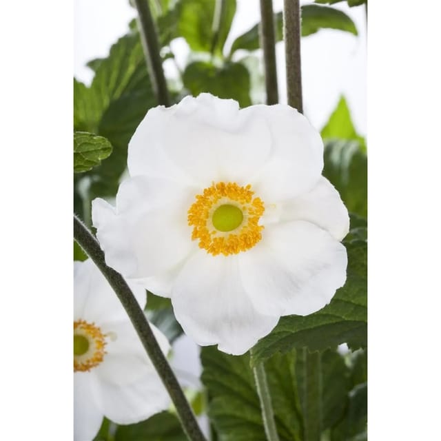 Anemone Sylvestris Großes Windröschen Ca. 9x9 cm Topf