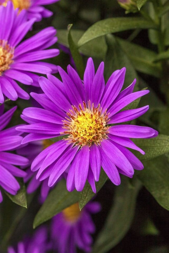 Aster Novae-angliae Violetta Neuengland Aster Ca. 9x9 cm Topf