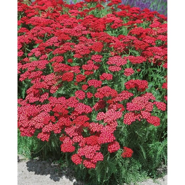 Achillea Millefolium Christel Gemeine Schafgarbe Ca. 9x9 cm Topf