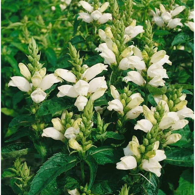 Chelone Obliqua Alba Schlangenkopf Ca. 9x9 cm Topf
