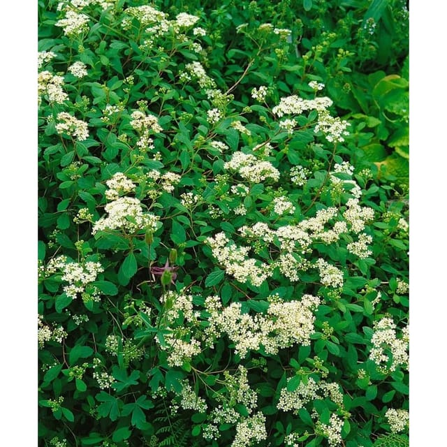 Spiraea Decumbens Niederliegende Spiere 15-20 cm