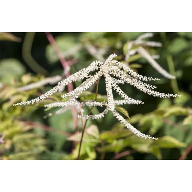 Aruncus Dioicus Kneiffii Waldgeißbart Ca. 11x11 cm Topf
