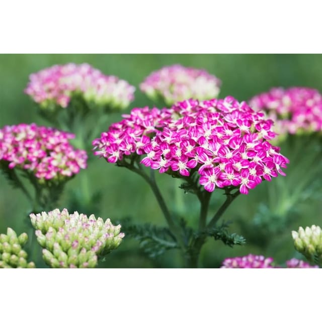 Achillea Millefolium Cerise Queen Schafgarbe Ca. 9x9 cm Topf
