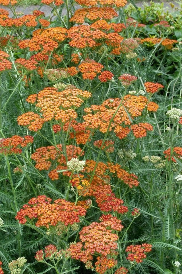Achillea Millefolium Terracotta Schafgarbe Ca. 9x9 cm Topf