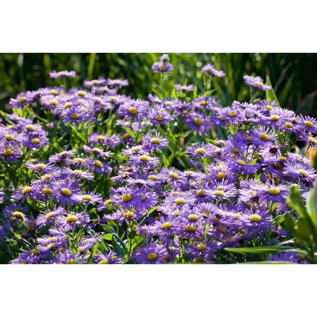 Aster Novi-belgii Blaue Nachhut Glattblattaster Ca. 11x11 cm Topf