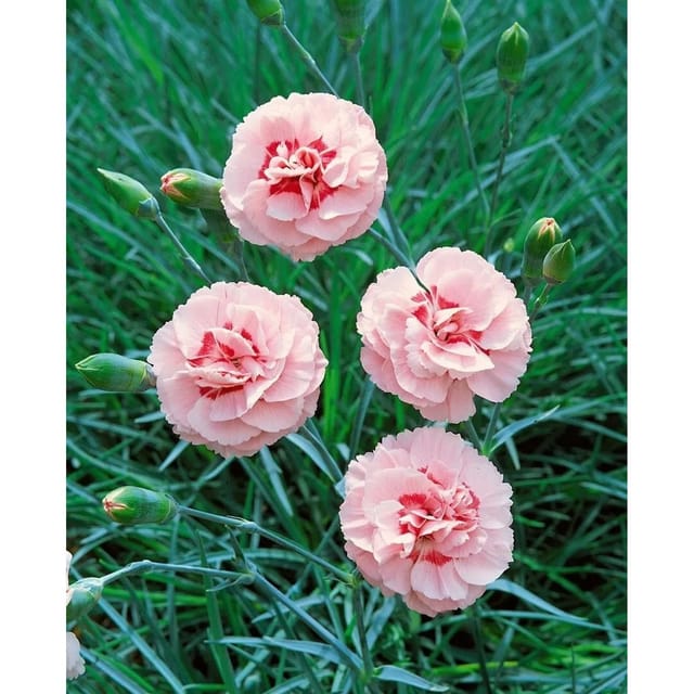 Dianthus Plumarius Doris Pfingstnelke Ca. 9x9 cm Topf