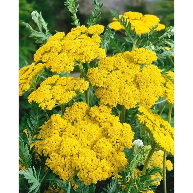 Achillea Filipendulina Helios Goldgarbe Ca. 9x9 cm Topf