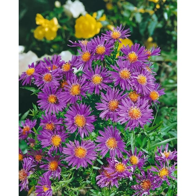 Aster Dumosus Augenweide Kissenaster Ca. 9x9 cm Topf