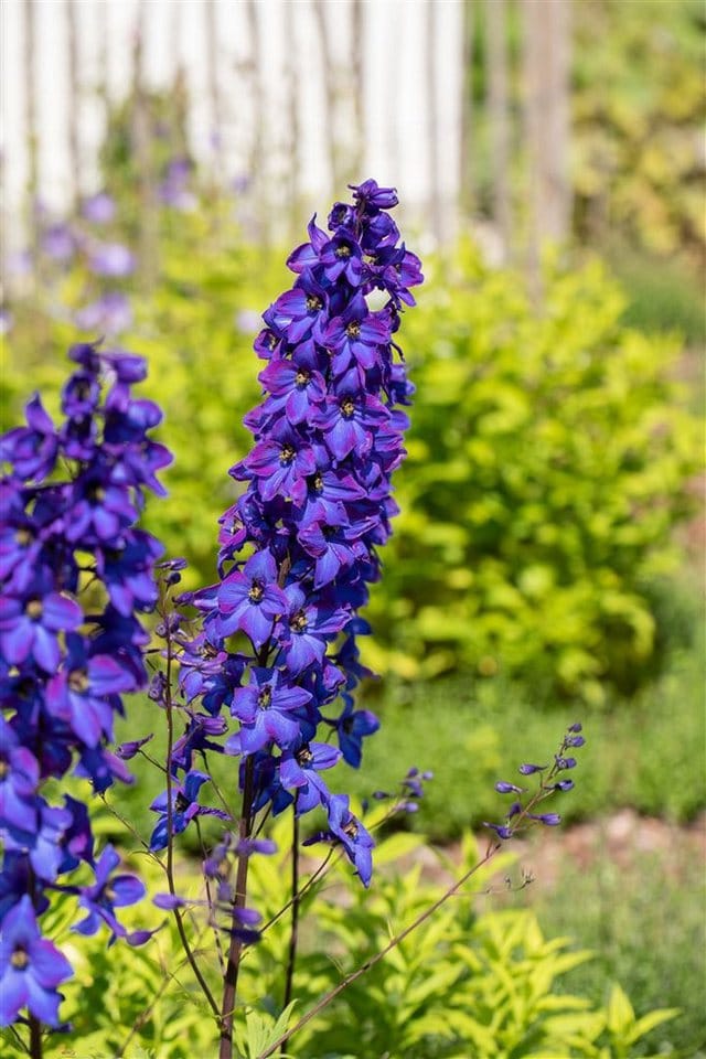 Delphinium Pacific Black Knight Rittersporn Ca. 11x11 cm Topf
