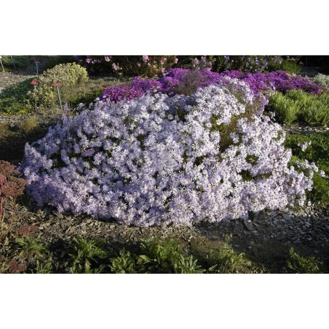 Aster Pyrenaeus Lutetia Pyrenäenaster Ca. 9x9 cm Topf