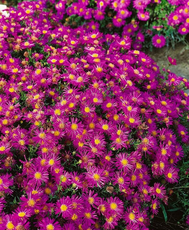 Aster Dumosus Alice Haslam Kissenaster Ca. 9x9 cm Topf
