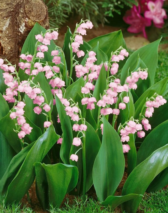 Convallaria Majalis Rosea Maiglöckchen Ca. 9x9 cm Topf