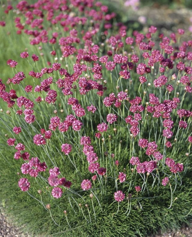 Armeria Maritima Düsseldorfer Stolz Grasnelke Ca. 9x9 cm Topf