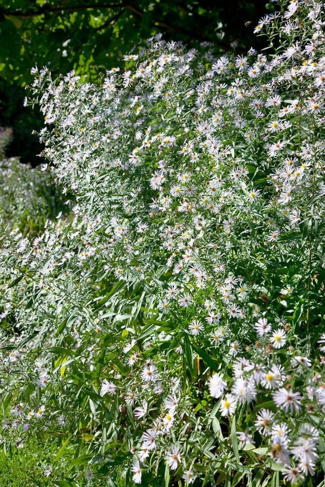 Aster Tongolensis Wartburgstern Sommeraster Gen. Ca. 9x9 cm Topf