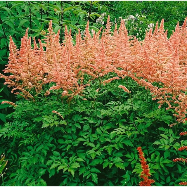 Astilbe X Arendsii Anita Pfeifer Prachtspiere Ca. 9x9 cm Topf
