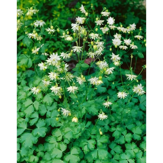 Aquilegia Vulgaris Green Apples Gewöhnliche Akelei Ca. 9x9 cm Topf