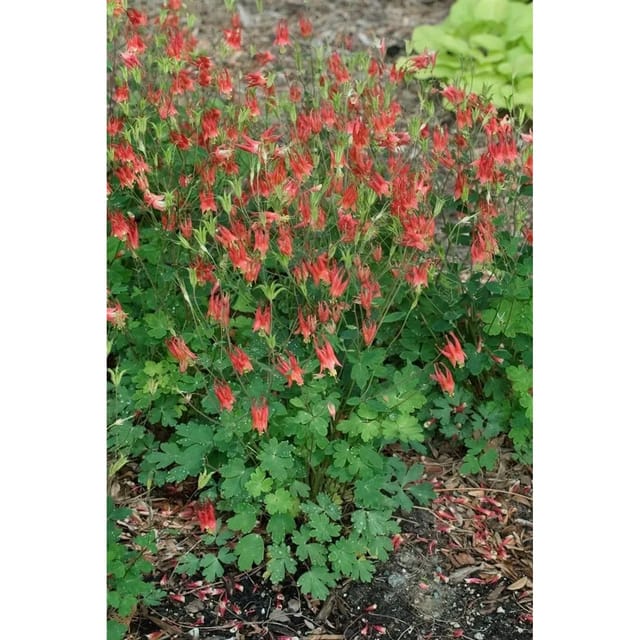 Aquilegia Canadensis Little Lanterns Kanadische Akelei Ca. 9x9 cm Topf