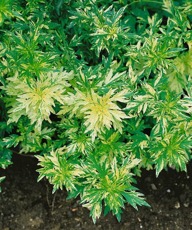 Artemisia Vulgaris Beifuß Ca. 9x9 cm Topf