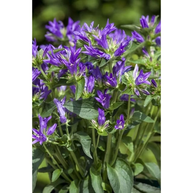 Campanula Glomerata Acaulis Knäuelglockenblume Ca. 9x9 cm Topf