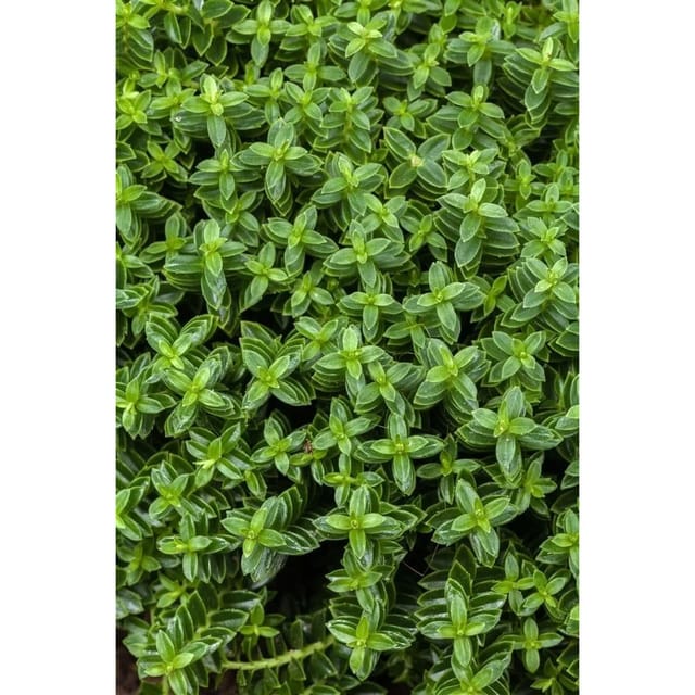 Hebe Cobb Valley 10-15 cm