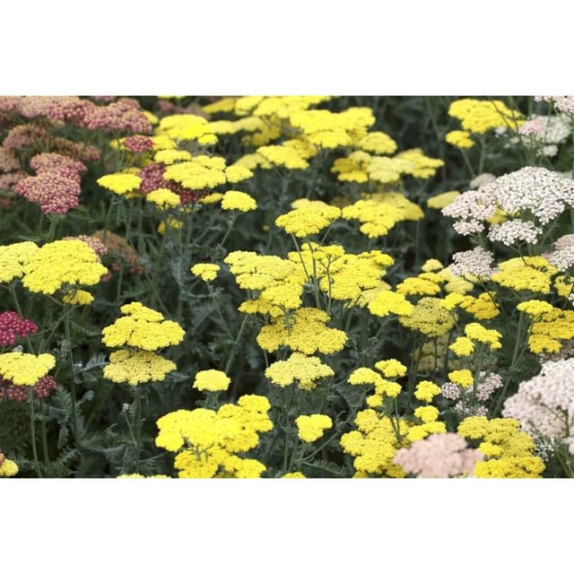 Achillea Clypeolata Moonshine Goldgarbe Ca. 9x9 cm Topf