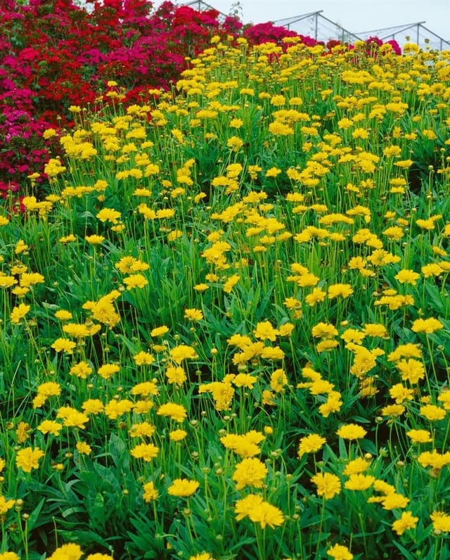 Coreopsis Grandiflora Early Sunrise Großblumiges Mädchenauge Ca. 9x9 cm Topf