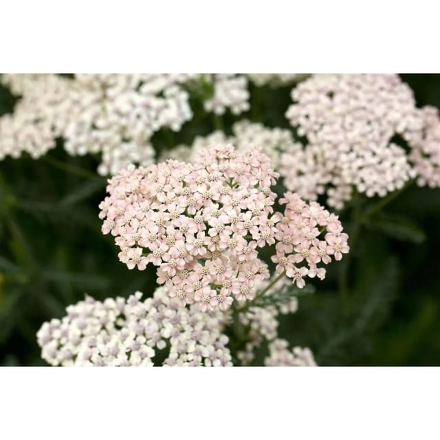 Achillea Millefolium Apfelblüte Schafgarbe Ca. 9x9 cm Topf