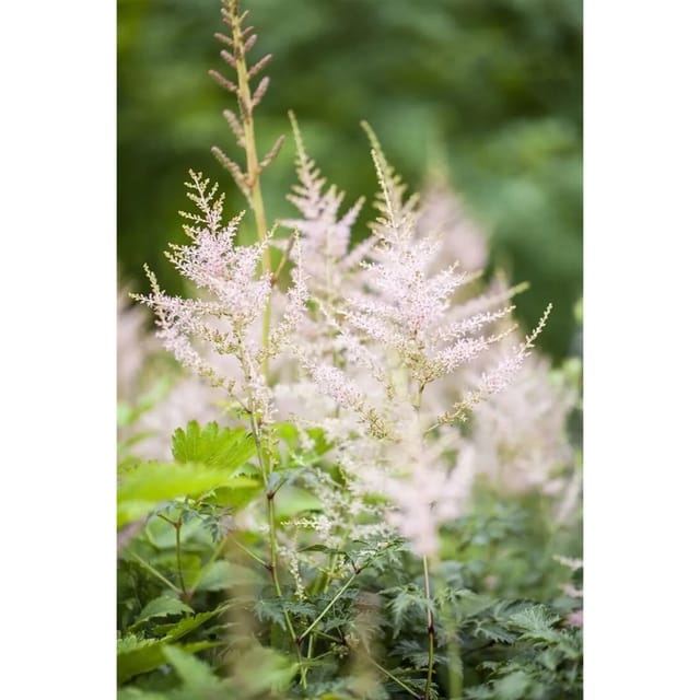 Astilbe X Cult Younique White R Ca. 11x11 cm Topf