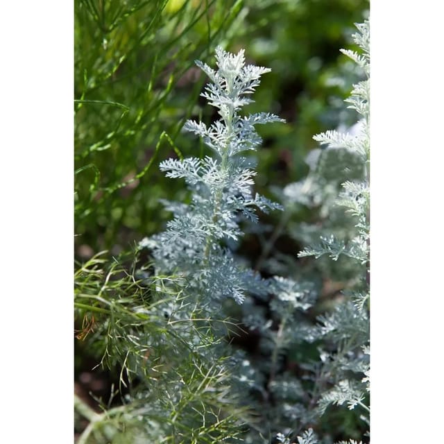 Artemisia Schmidtiana Nana Silberrand Beifuß Ca. 9x9 cm Topf