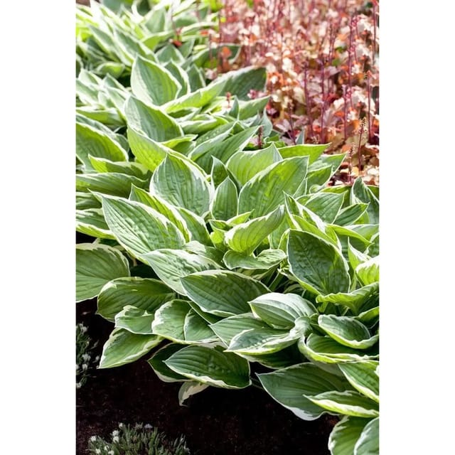 Hosta Patriot 2 Liter Container