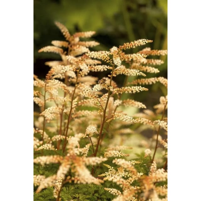 Aruncus Aethusifolius Zwerg Geißbart Ca. 9x9 cm Topf