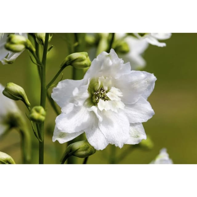 Delphinium Magic Fountain Weiß 2 Liter Container